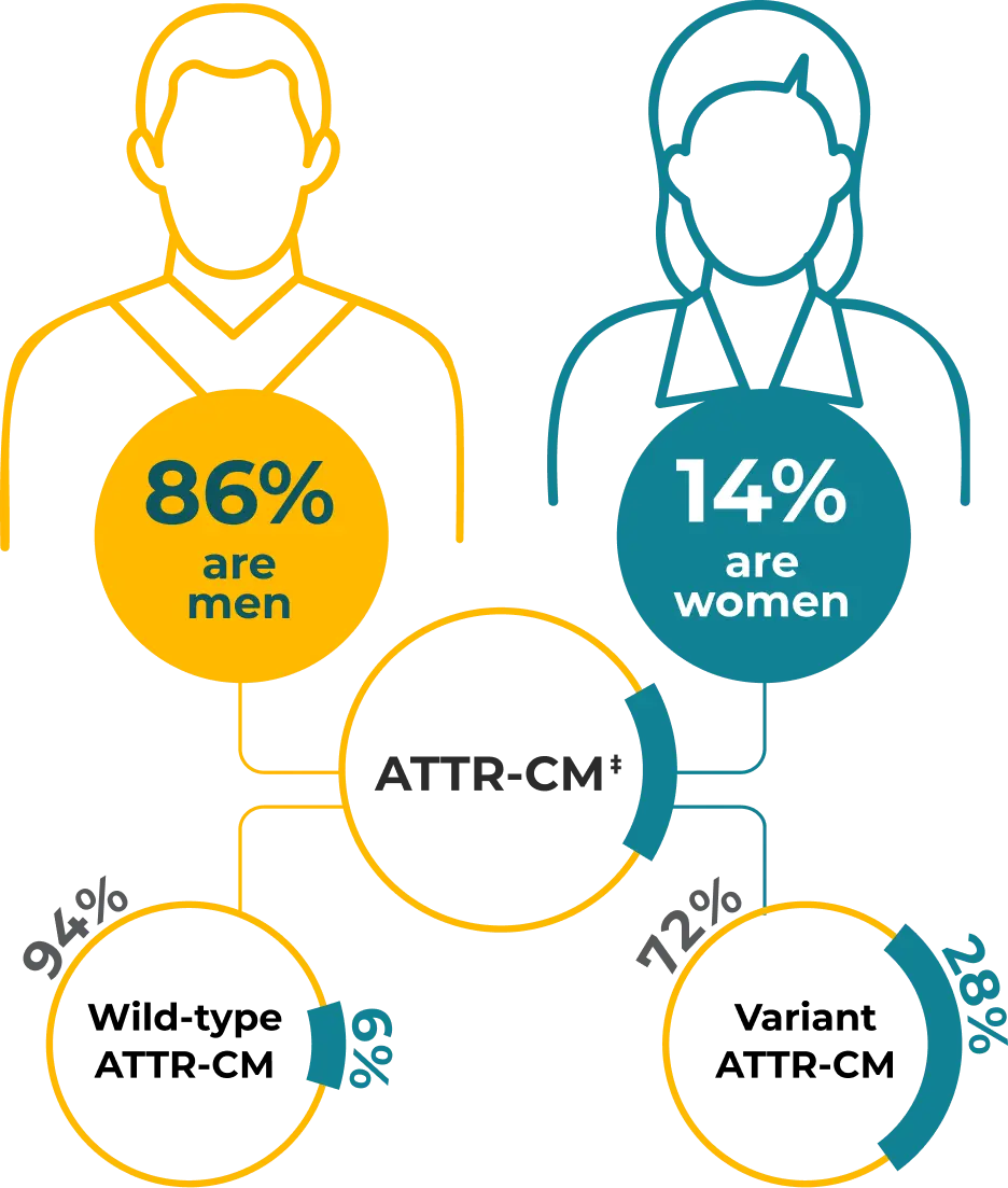 sex differences in attr-cm infographic