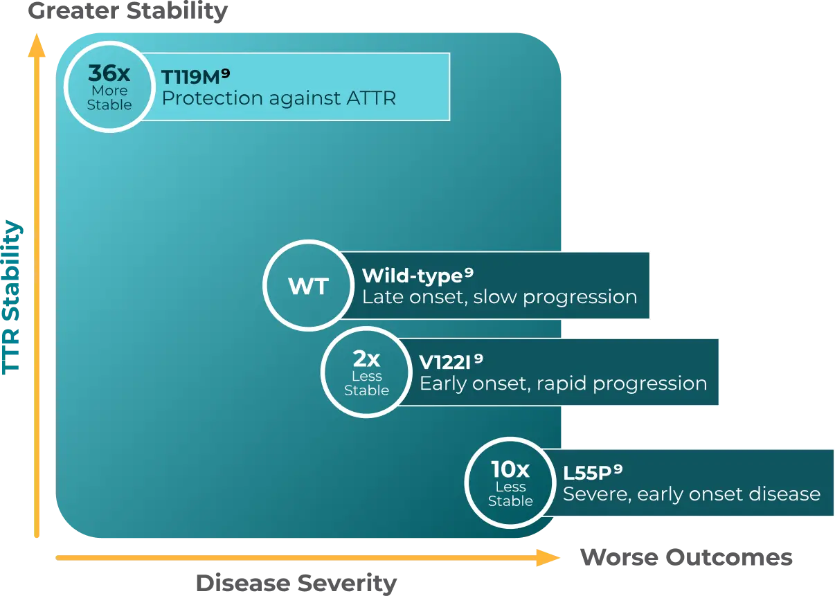 Chart showing the relationship between TTR stability and disease severity across TTR variants