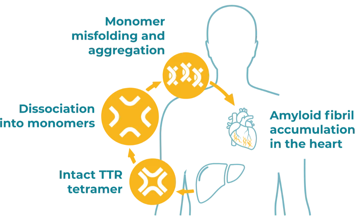 ttr destabilization cycle